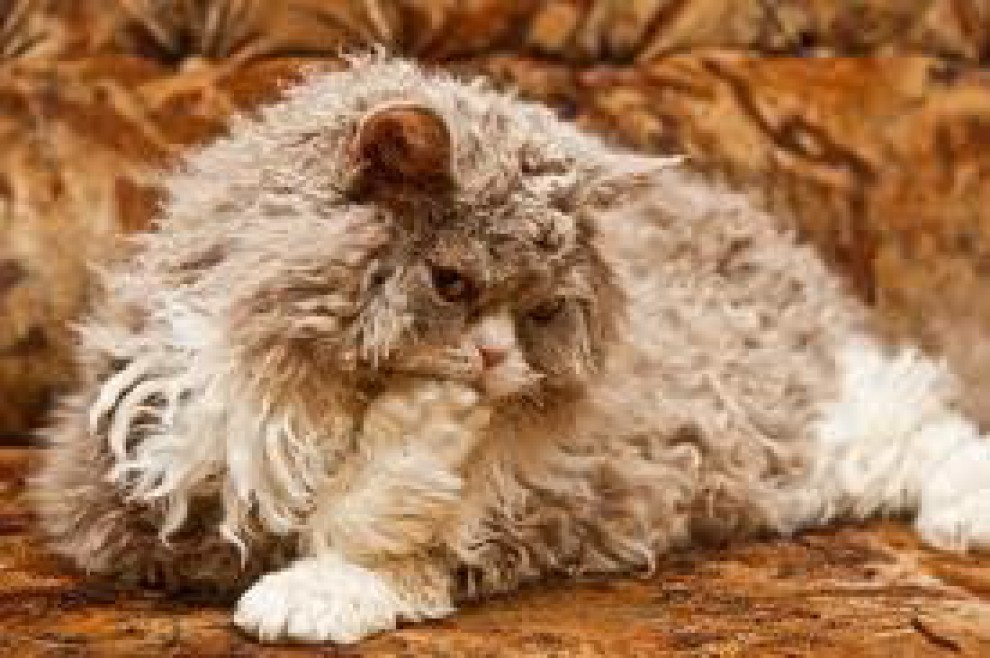 Rosso, bianco o grigio: il gatto riccio &egrave; una razza a s&eacute;