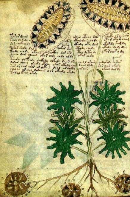 Voynich, nuove ipotesi sul manoscritto misterioso