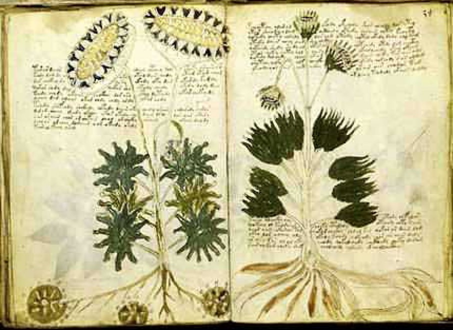 Voynich, nuove ipotesi sul manoscritto misterioso