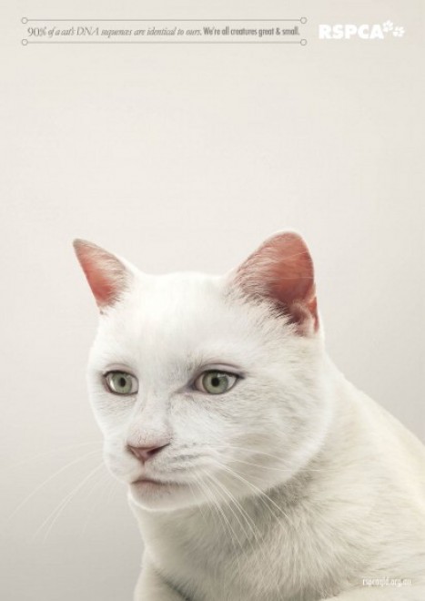Australia: animali con occhi umani, come ci somigliano cani, gatti &amp; Co