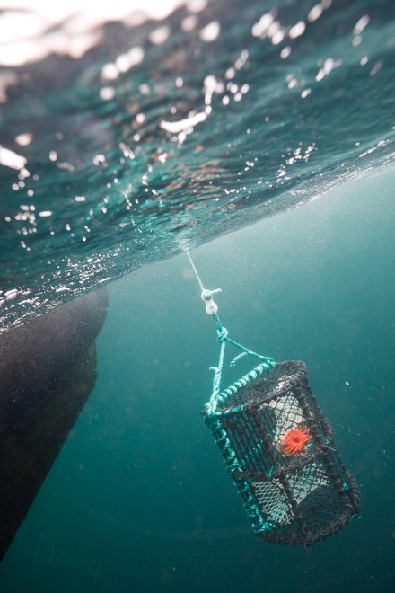 Degustazioni contro la pesca insostenibile