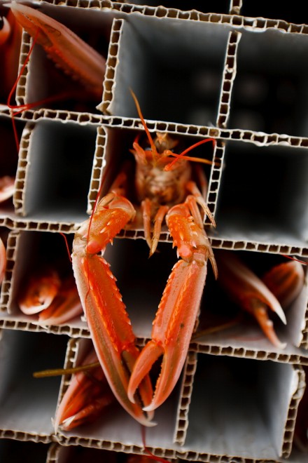 Degustazioni contro la pesca insostenibile