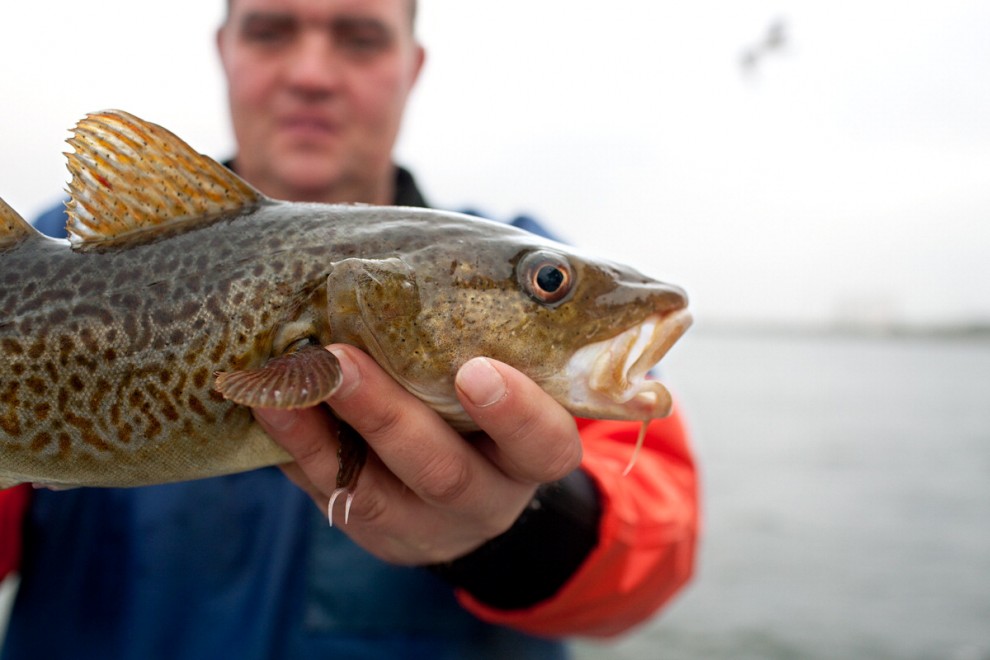 Degustazioni contro la pesca insostenibile