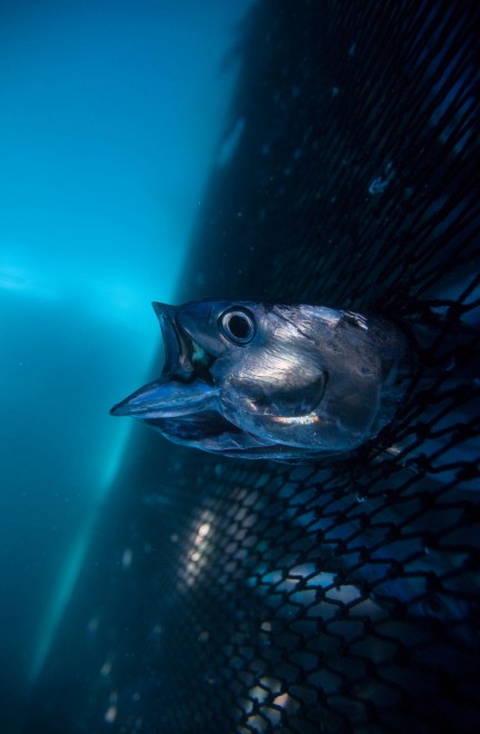 Degustazioni contro la pesca insostenibile