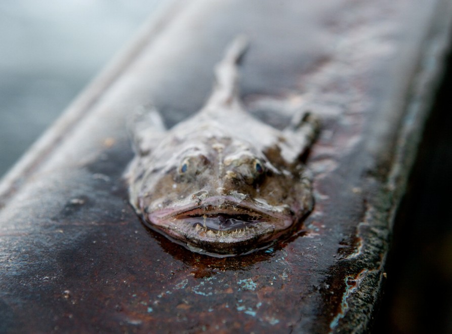 Degustazioni contro la pesca insostenibile