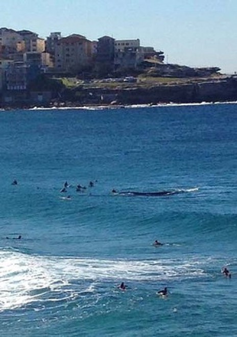 Australia, la balena tra i surfisti: giochi pericolosi