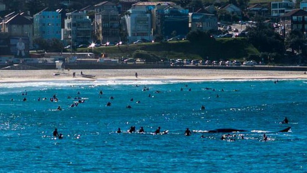 Australia, la balena tra i surfisti: giochi pericolosi
