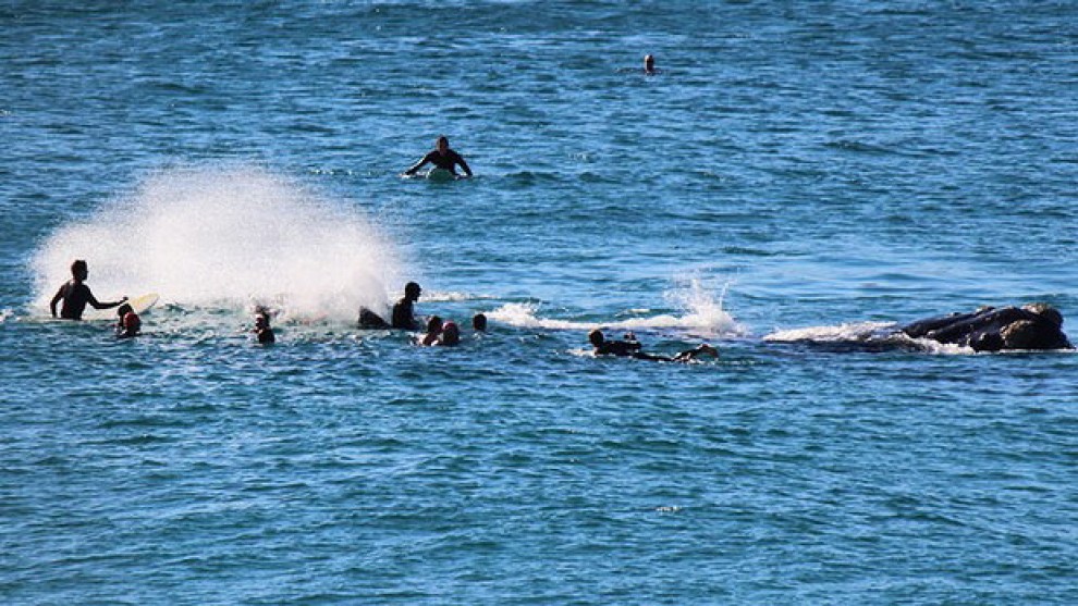 Australia, la balena tra i surfisti: giochi pericolosi