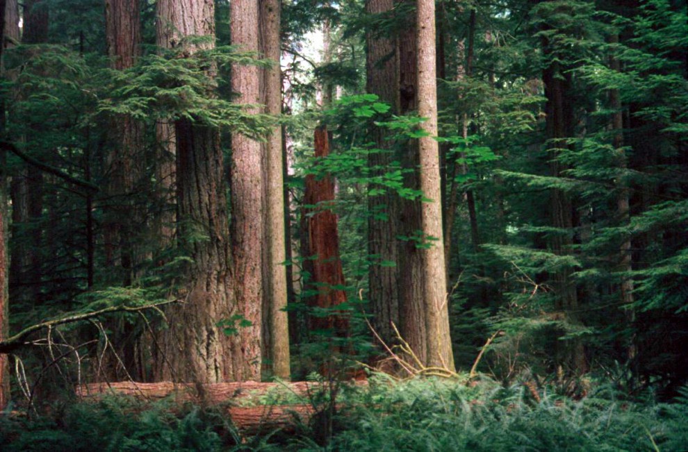 Le foreste pluviali nel mondo
