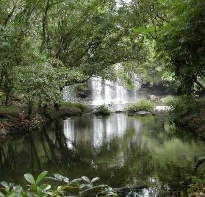 Le foreste pluviali nel mondo