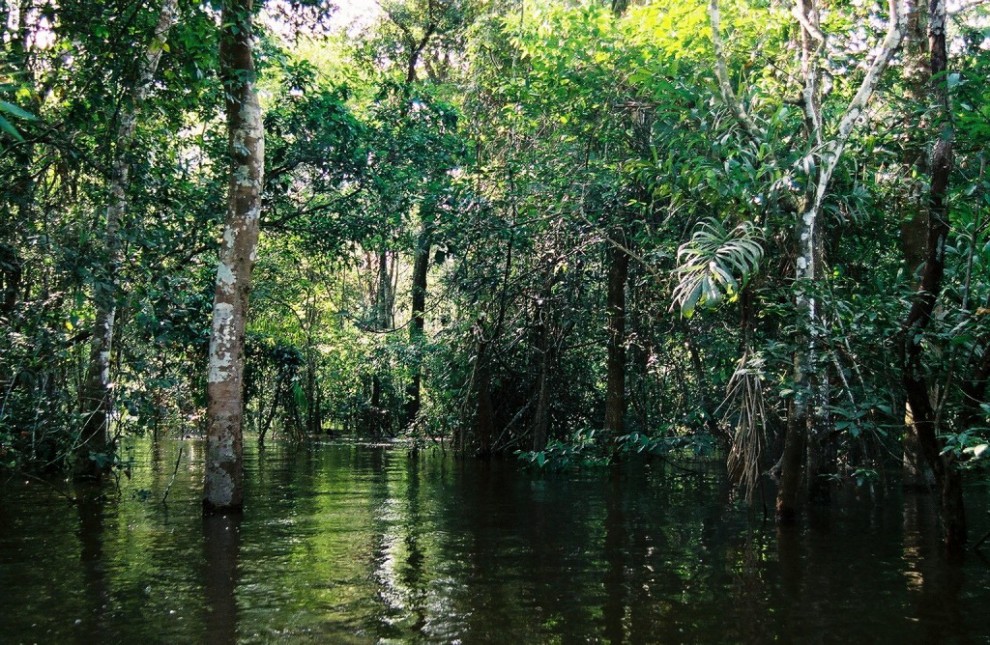 Le foreste pluviali nel mondo