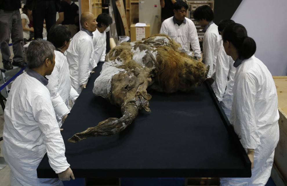 Tokyo, in mostra il mammut perfettamente conservato&nbsp;