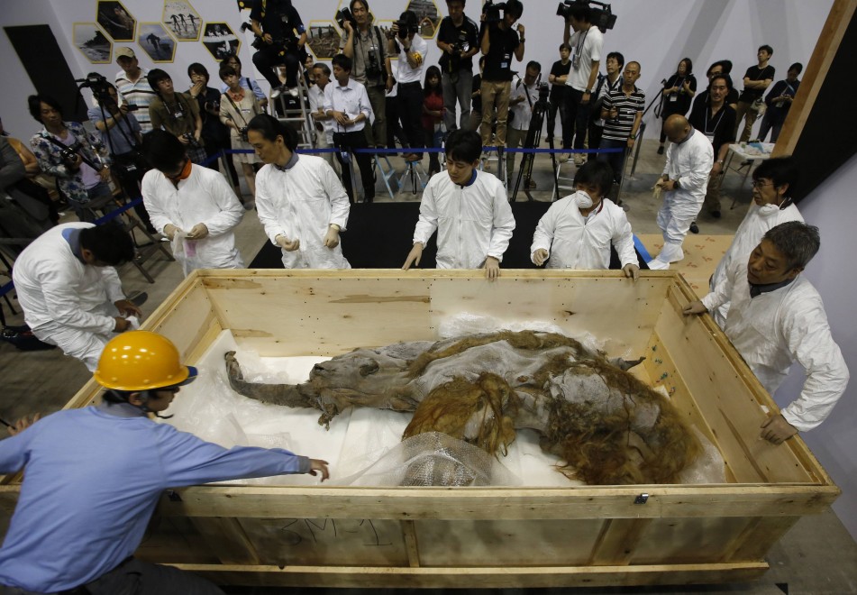 Tokyo, in mostra il mammut perfettamente conservato&nbsp;