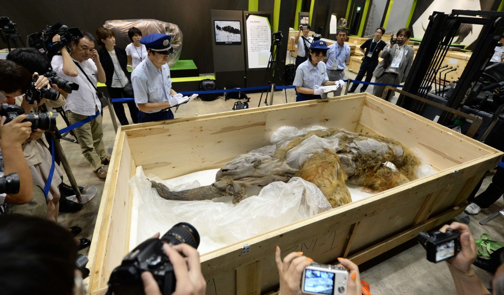 Tokyo, in mostra il mammut perfettamente conservato&nbsp;