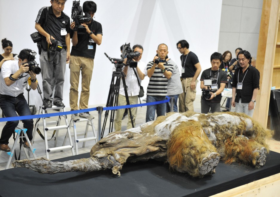 Tokyo, in mostra il mammut perfettamente conservato&nbsp;