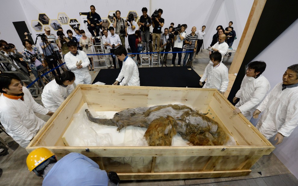 Tokyo, in mostra il mammut perfettamente conservato&nbsp;