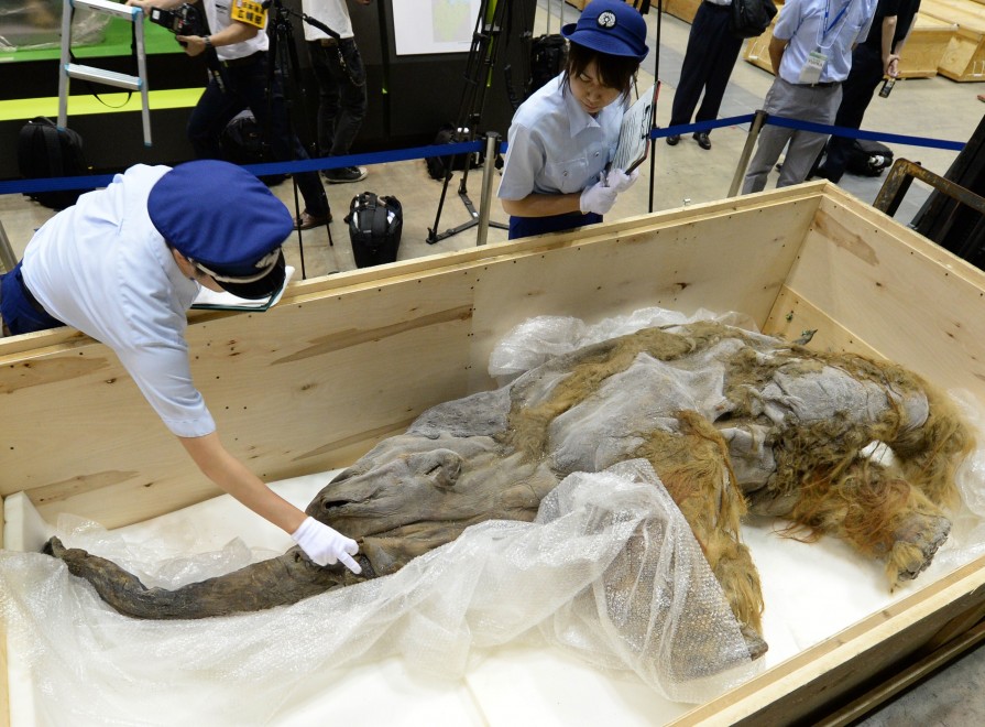 Tokyo, in mostra il mammut perfettamente conservato&nbsp;
