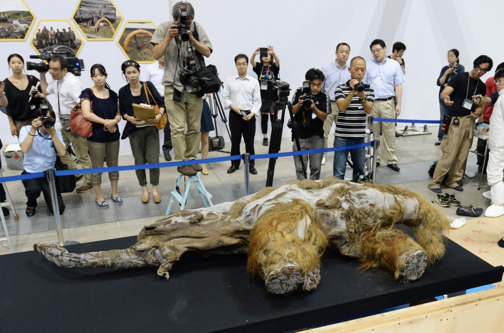 Tokyo, in mostra il mammut perfettamente conservato&nbsp;