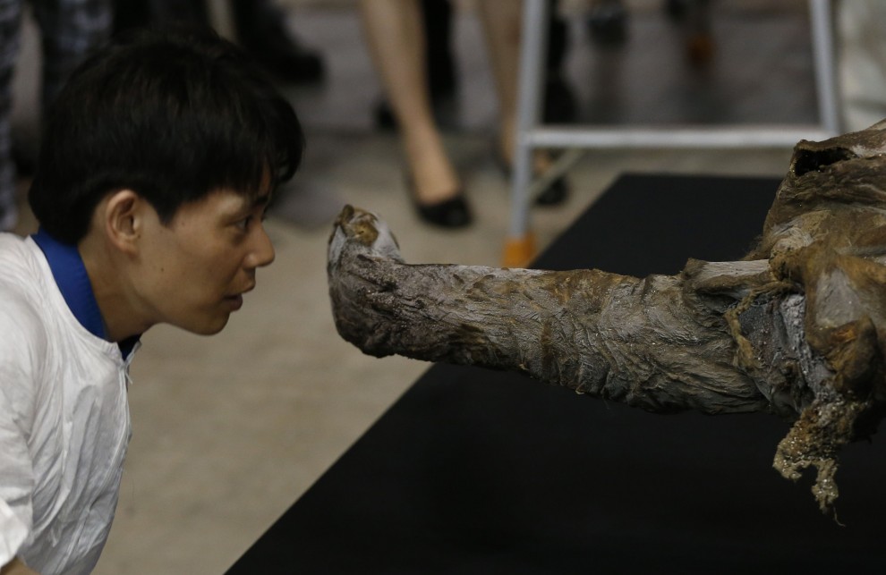 Tokyo, in mostra il mammut perfettamente conservato&nbsp;