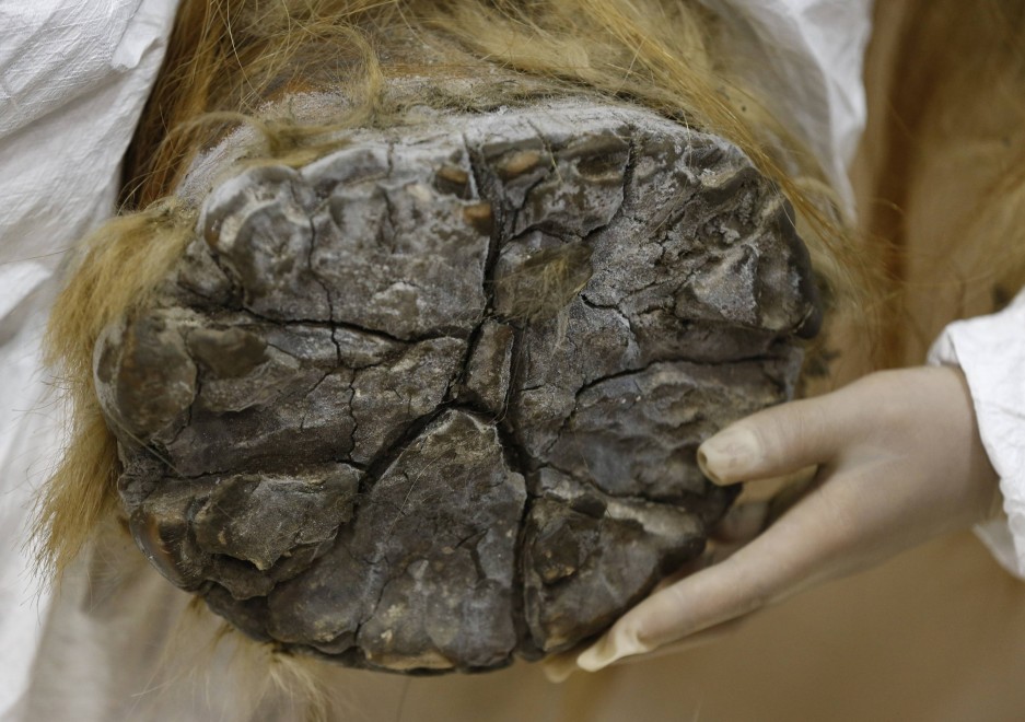 Tokyo, in mostra il mammut perfettamente conservato&nbsp;