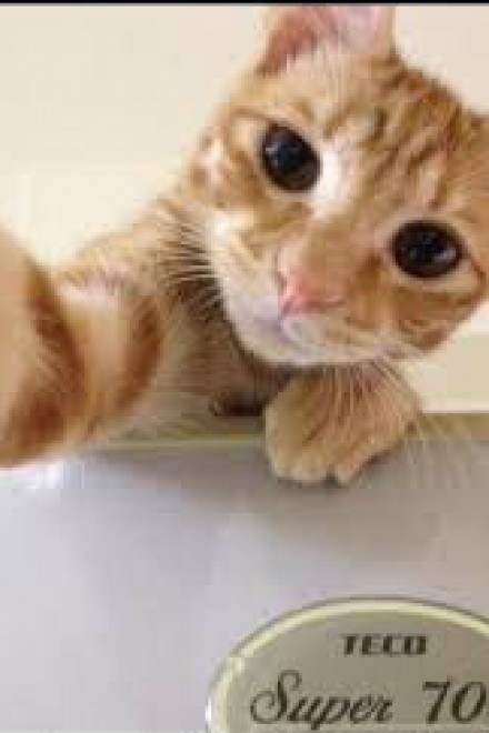 Una app per autoscatti felini: il gatto &egrave; fotografo