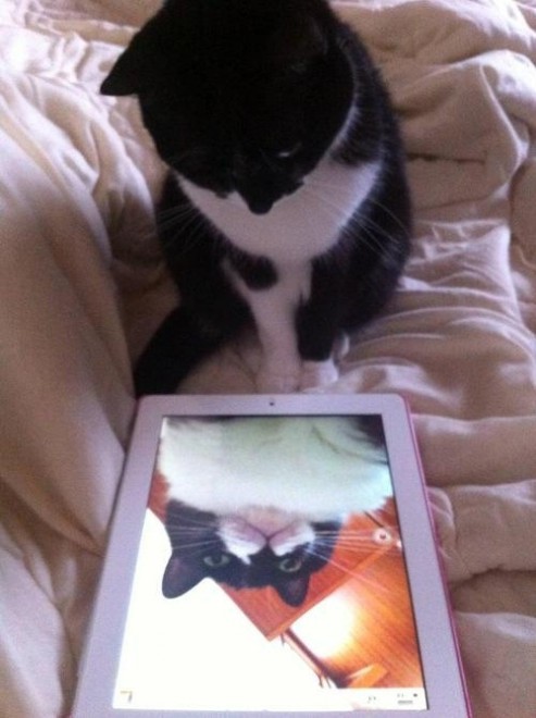Una app per autoscatti felini: il gatto &egrave; fotografo