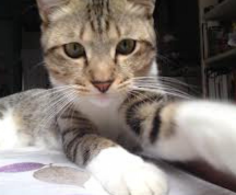 Una app per autoscatti felini: il gatto &egrave; fotografo