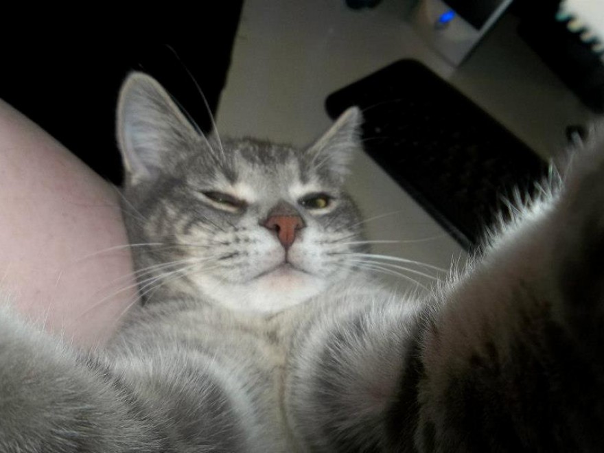 Una app per autoscatti felini: il gatto &egrave; fotografo