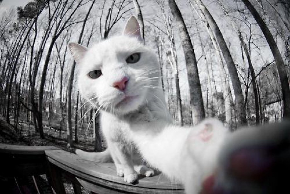 Una app per autoscatti felini: il gatto &egrave; fotografo