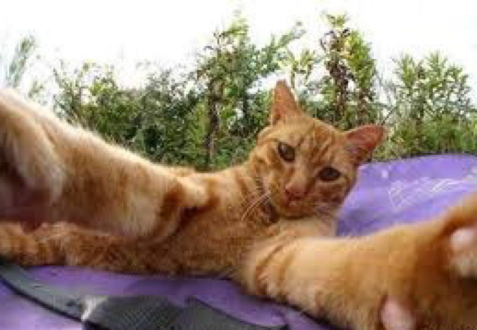 Una app per autoscatti felini: il gatto &egrave; fotografo
