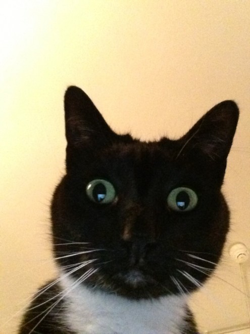Una app per autoscatti felini: il gatto &egrave; fotografo