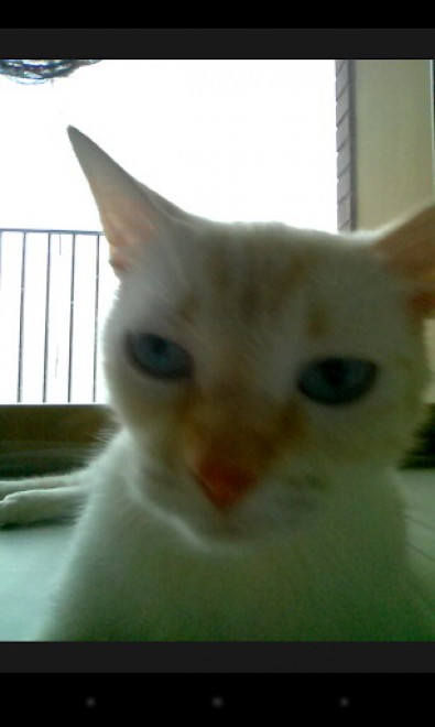 Una app per autoscatti felini: il gatto &egrave; fotografo
