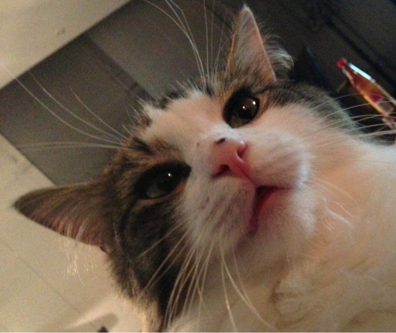 Una app per autoscatti felini: il gatto &egrave; fotografo