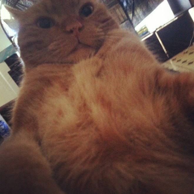 Una app per autoscatti felini: il gatto &egrave; fotografo