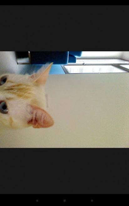 Una app per autoscatti felini: il gatto &egrave; fotografo