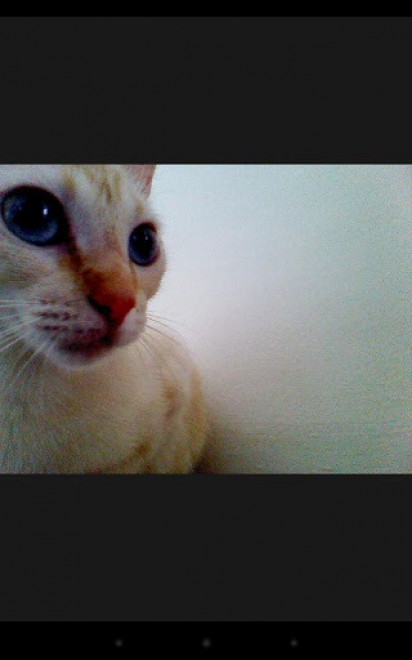 Una app per autoscatti felini: il gatto &egrave; fotografo