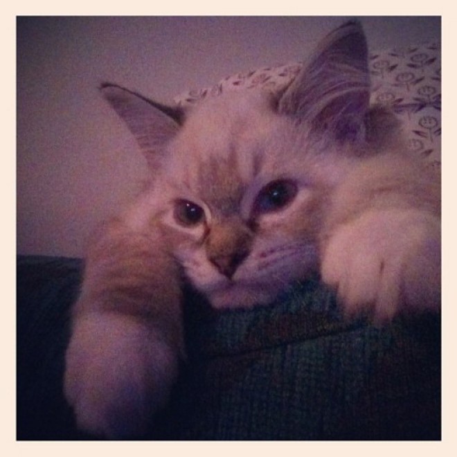 Una app per autoscatti felini: il gatto &egrave; fotografo