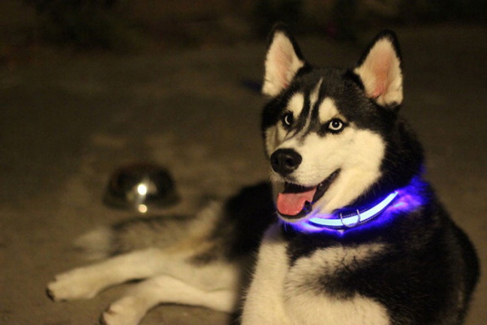 Cani al sicuro di notte: arriva il collare a Led