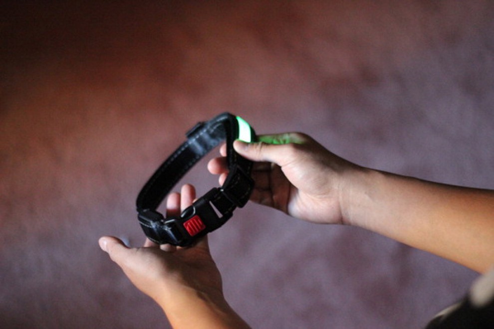 Cani al sicuro di notte: arriva il collare a Led