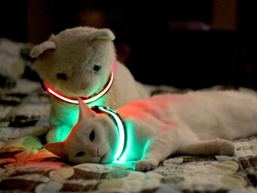 Cani al sicuro di notte: arriva il collare a Led
