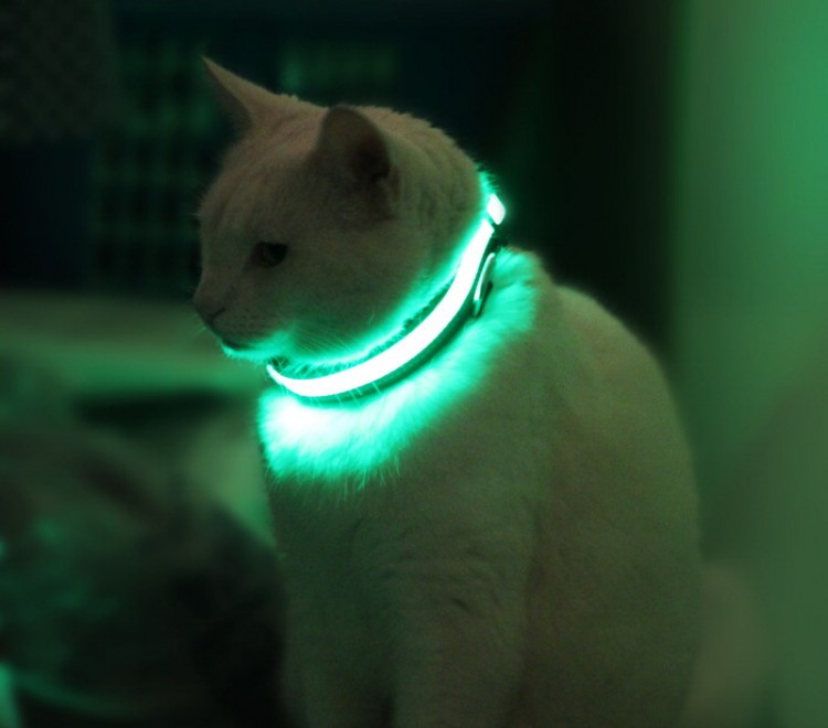Cani al sicuro di notte: arriva il collare a Led