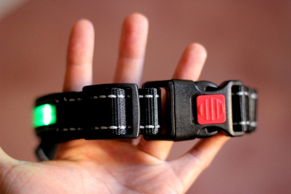 Cani al sicuro di notte: arriva il collare a Led