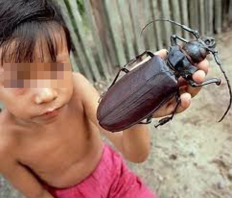Insetti tropicali: il coleottero pi&ugrave; grande del mondo&nbsp;