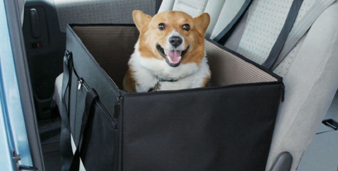 Arriva l'estate: in viaggio con cani e gatti