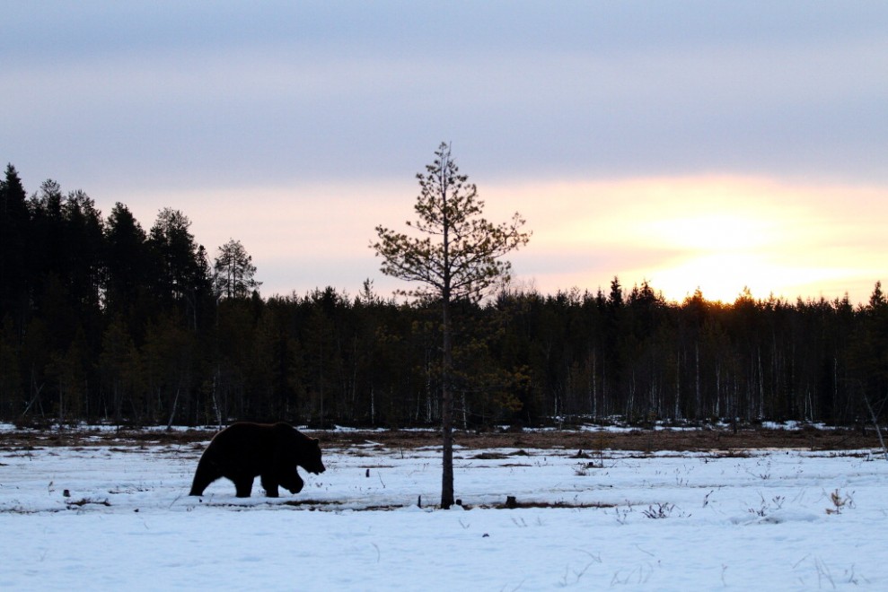 Finlandia, il risveglio dal letargo: viaggio nella terra degli orsi