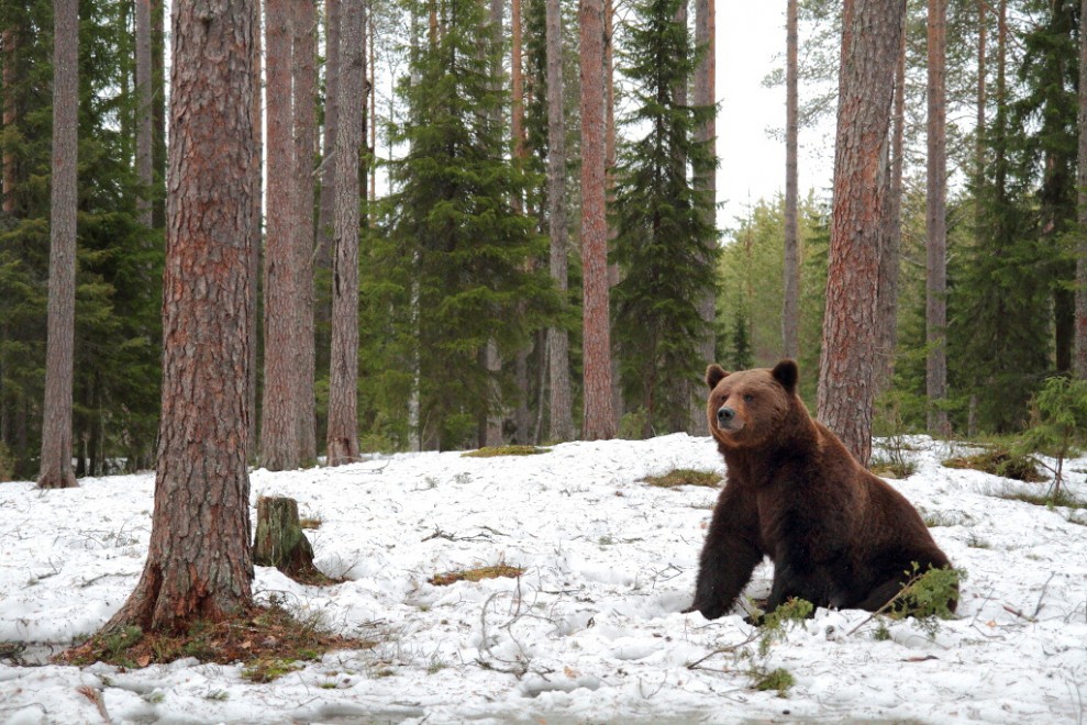 Finlandia, il risveglio dal letargo: viaggio nella terra degli orsi