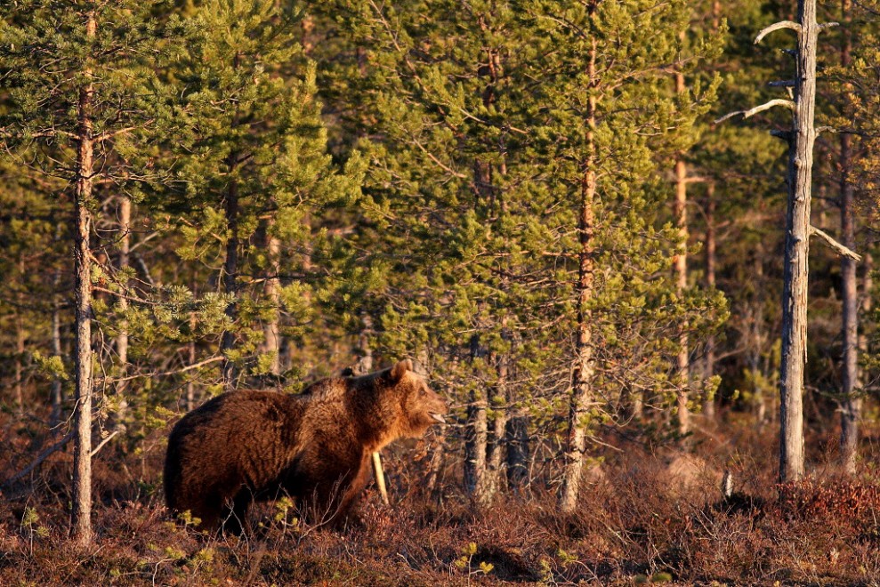 Finlandia, il risveglio dal letargo: viaggio nella terra degli orsi