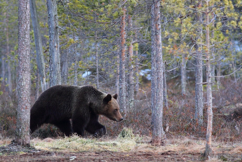 Finlandia, il risveglio dal letargo: viaggio nella terra degli orsi