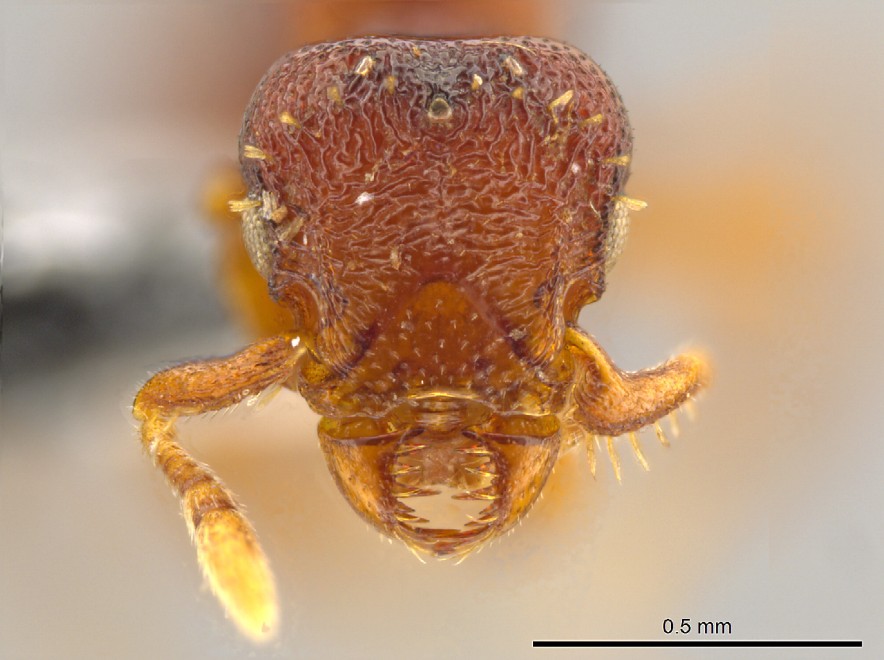 ''Brutta come Alien'', nuove specie di formica-predatrice