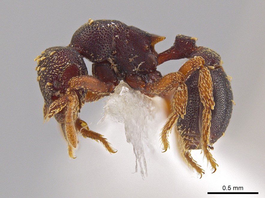 ''Brutta come Alien'', nuove specie di formica-predatrice